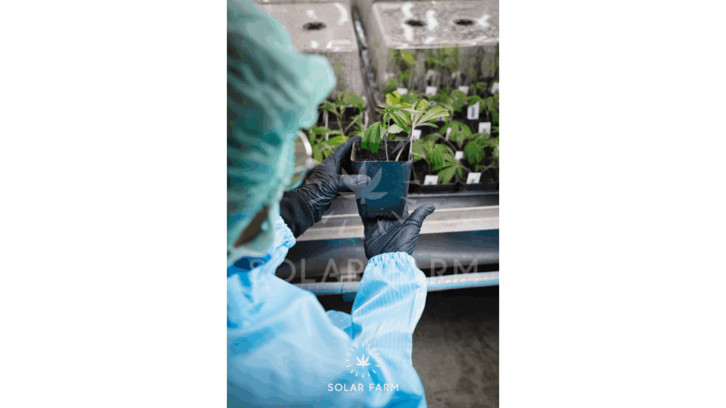 Nursery Care cannabis