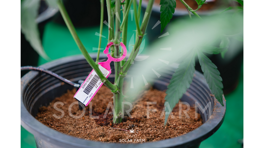 Bar code track cannabis