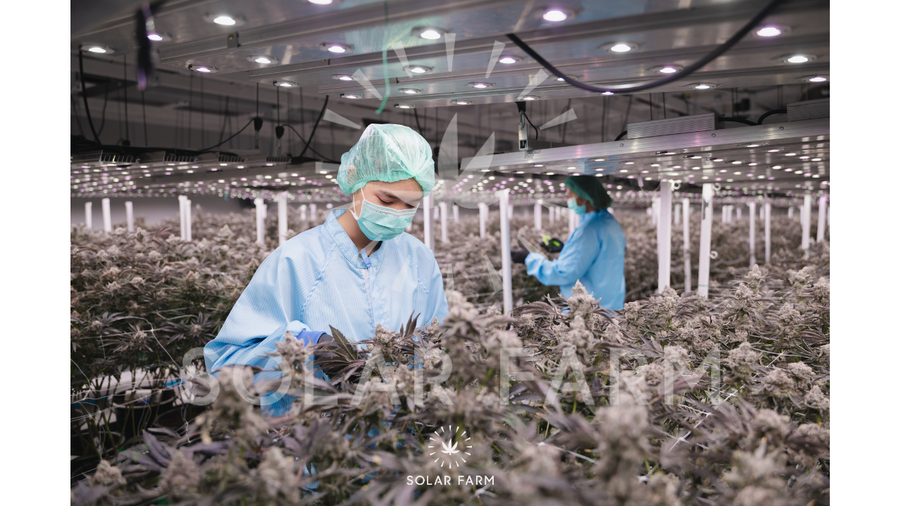 Cannabis wholesale Thailand