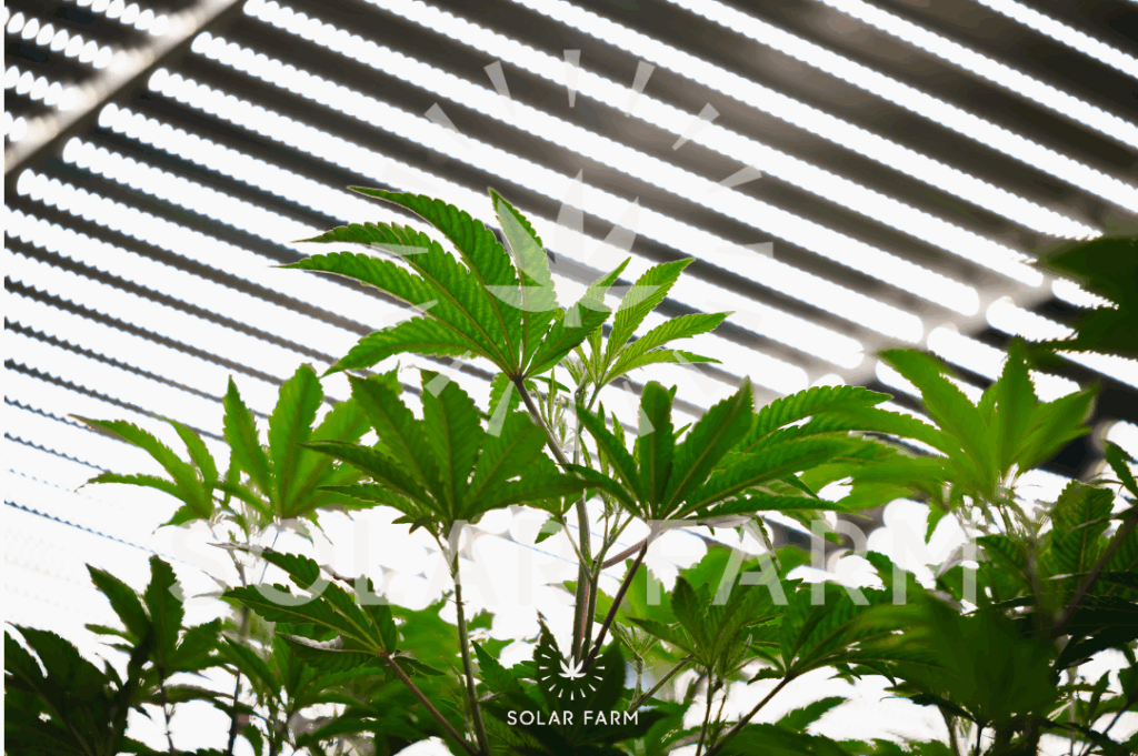 Cannabis wholesale Bangkok