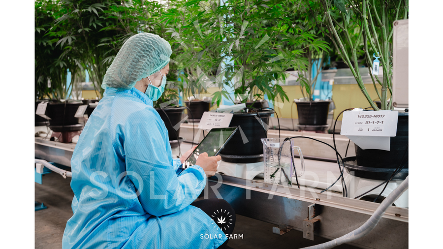 Cannabis mother care