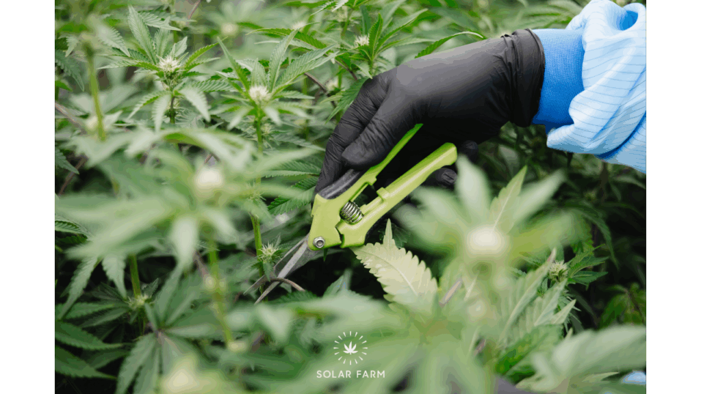 cannabis farm thailand