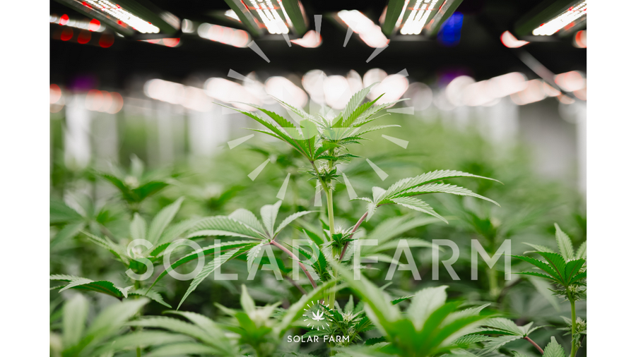 Cannabis wholesale Thailand