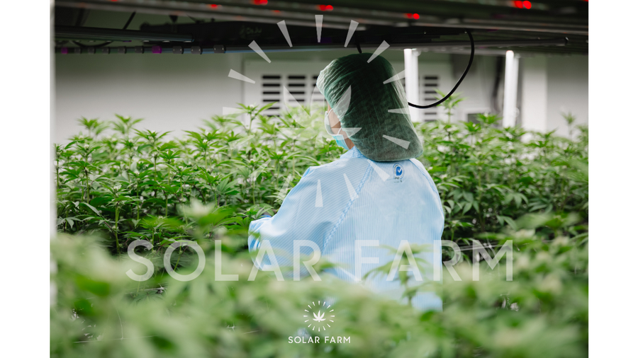 Cannabis wholesale Thailand