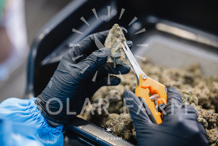 Cannabis wholesale Thailand