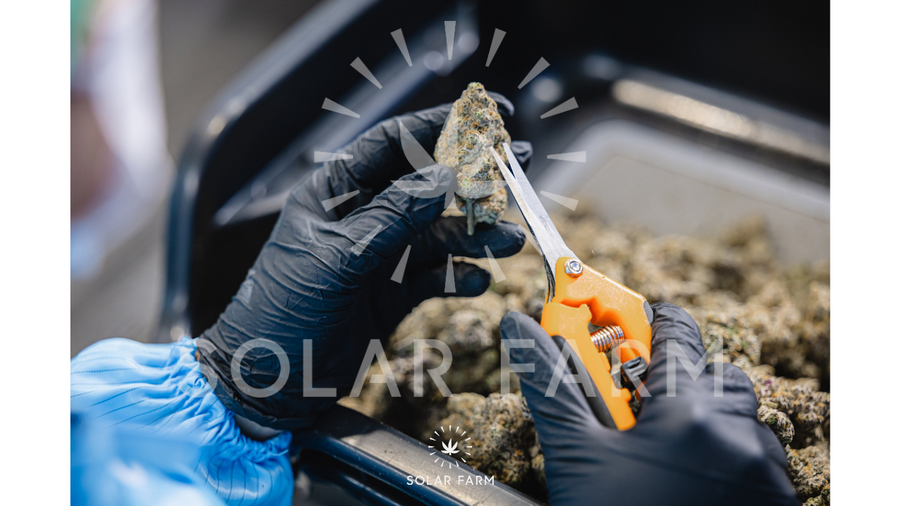 Cannabis wholesale Thailand