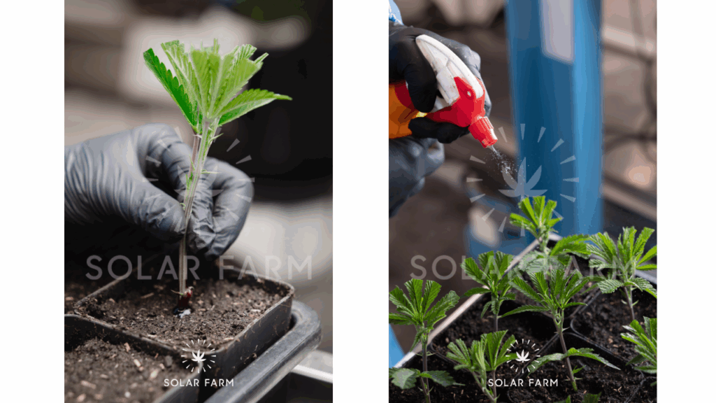 cannabis cultivation