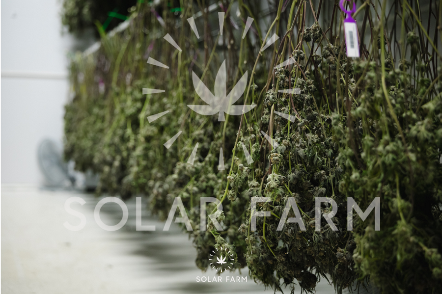 Cannabis premium flower