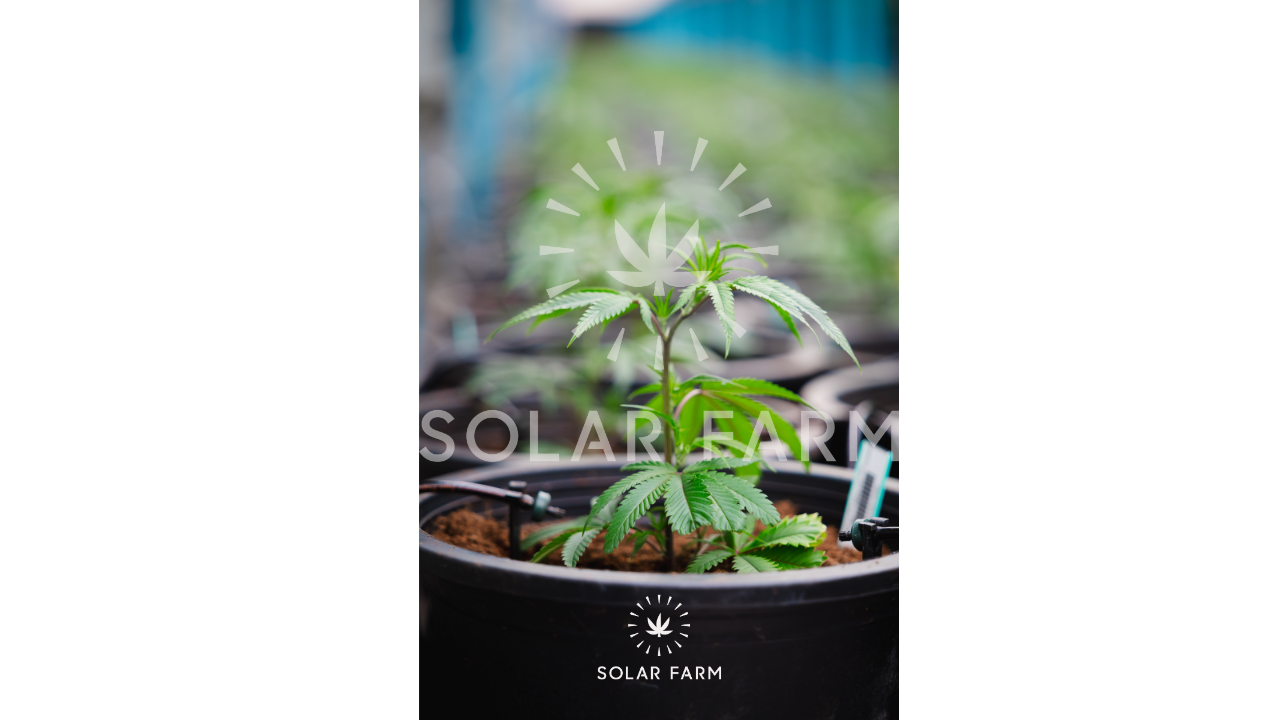 Cannabis wholesale Thailand