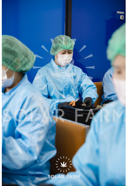 Cannabis wholesale Thailand