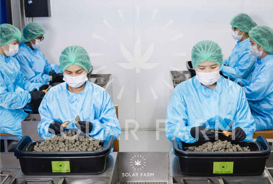 Cannabis flower Thailand