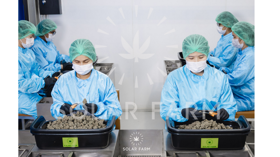 Cannabis flower Thailand