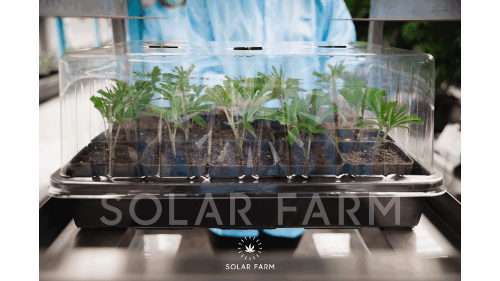 cannabis clone stage