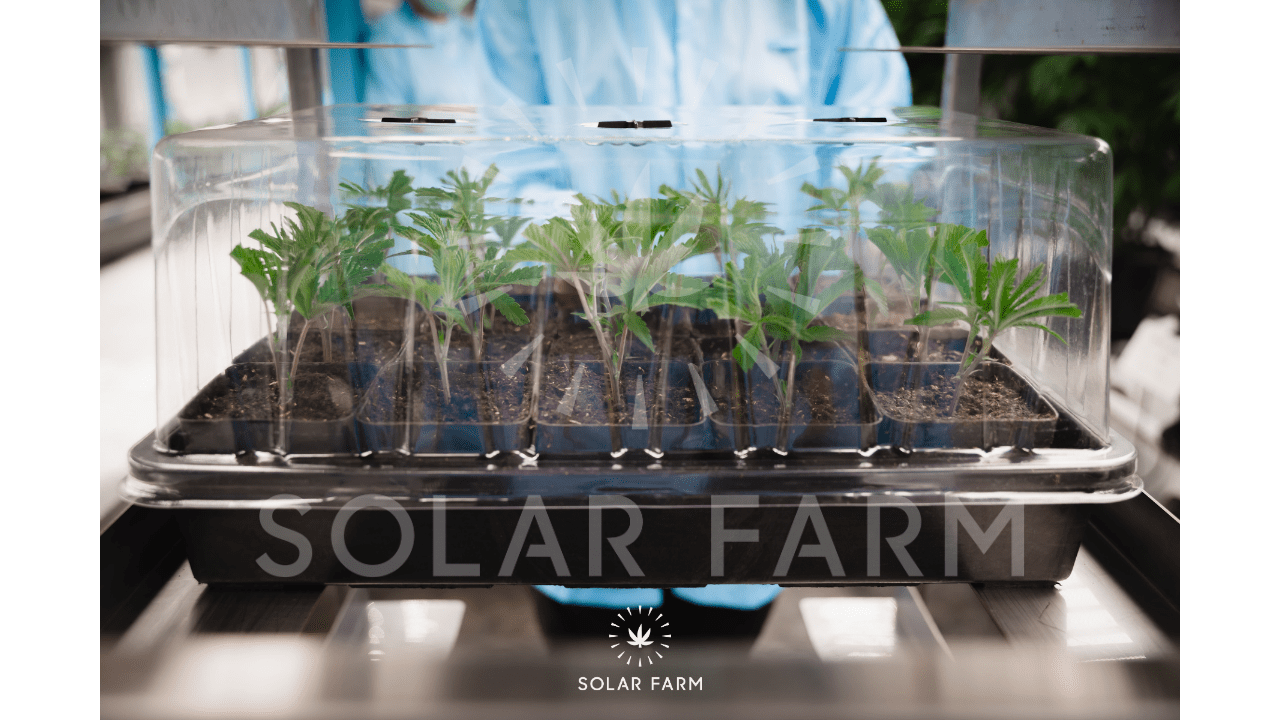 Cannabis seedlings under a humidity dome in the Solar Farm Thailand nursery