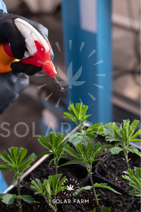 Cannabis wholesale Thailand