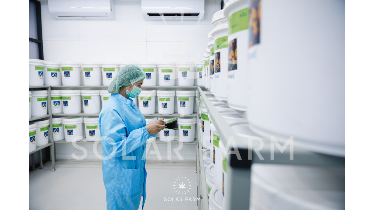 Weed wholesale Thailand