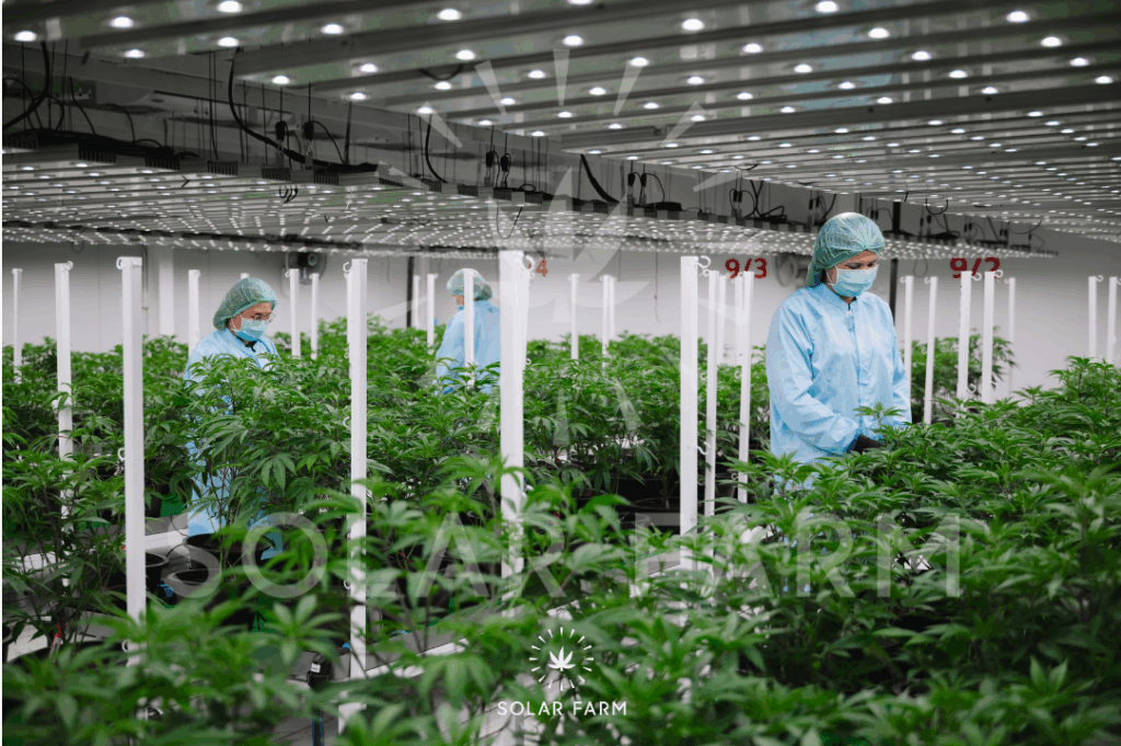 Medical-Grade Cannabis Wholesale