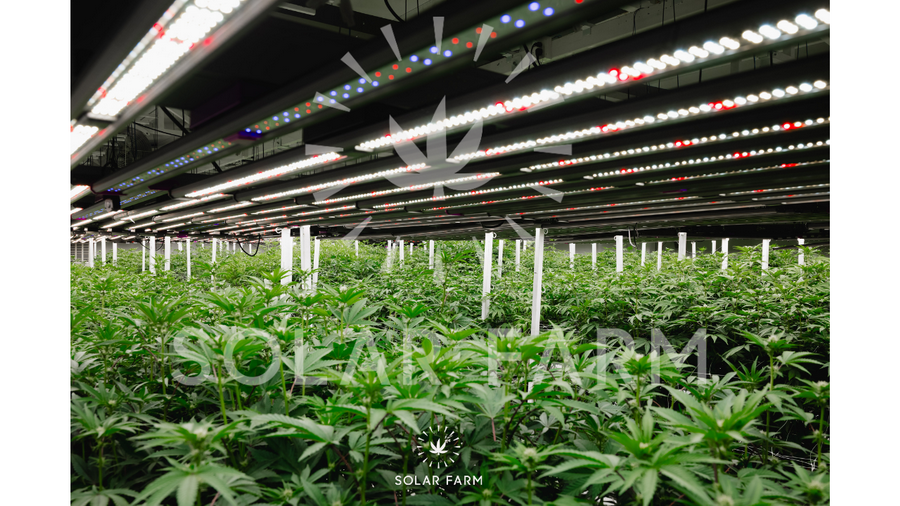 Weed wholesale Thailand