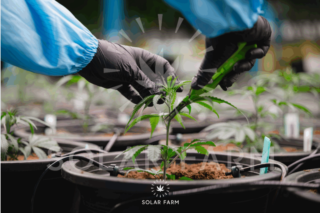 cannabis cut selection