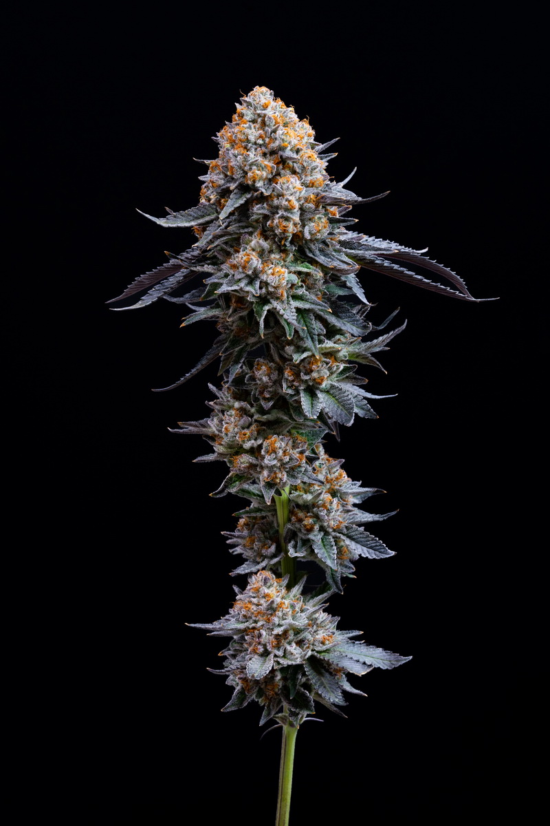 Caramel Apple Gelato