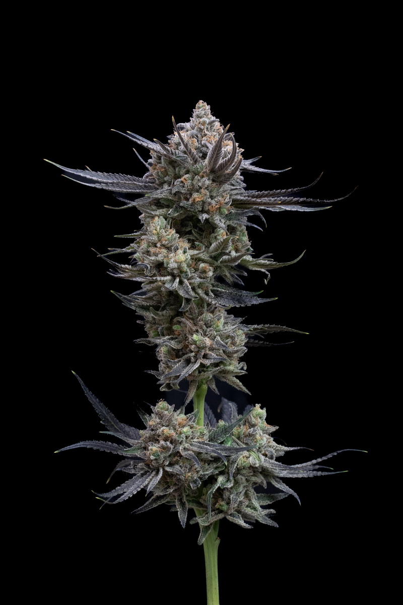 Cherry Stout Gelato 2