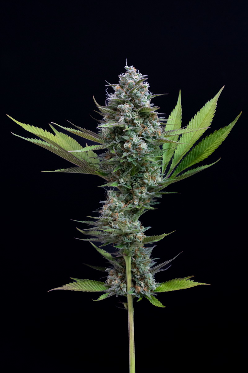 Orange Tree x Gelato 41