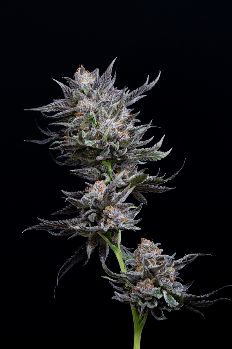 Planet of the grapes