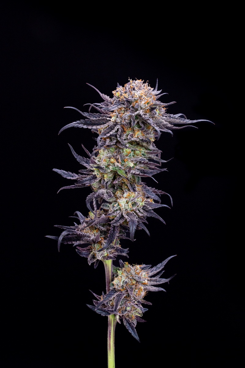 Rainbow Belt x Lemon Cherry