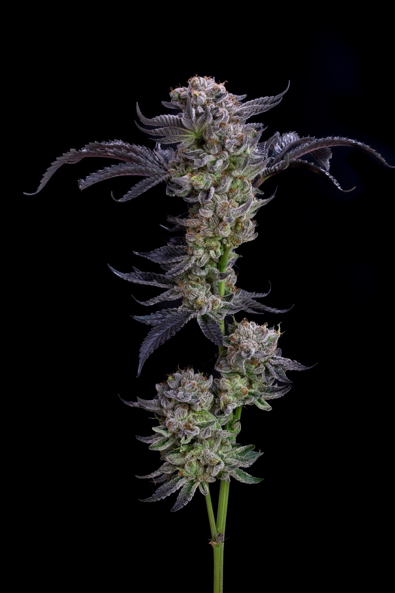 Rainbow Belts x White Runtz