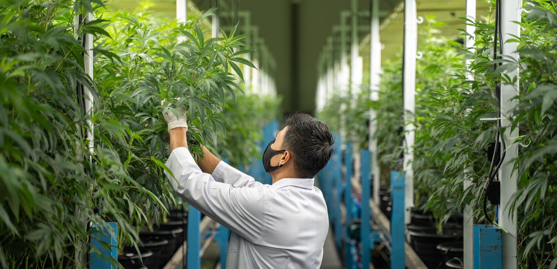 Long aisle of flowering cannabis plants under full-spectrum LED inside the Solar Farm indoor facility