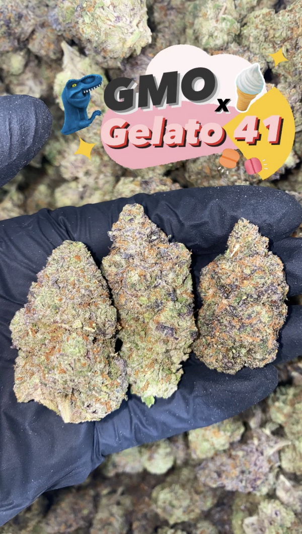 flowers GMO x Gelato 41