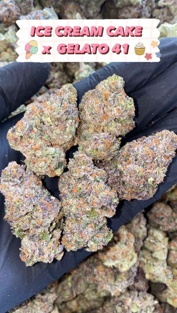 ICE CREAM CAKE x GELATO 41