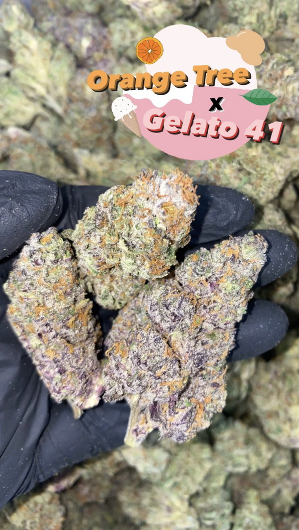 flowers Orange Tree x Gelato 41