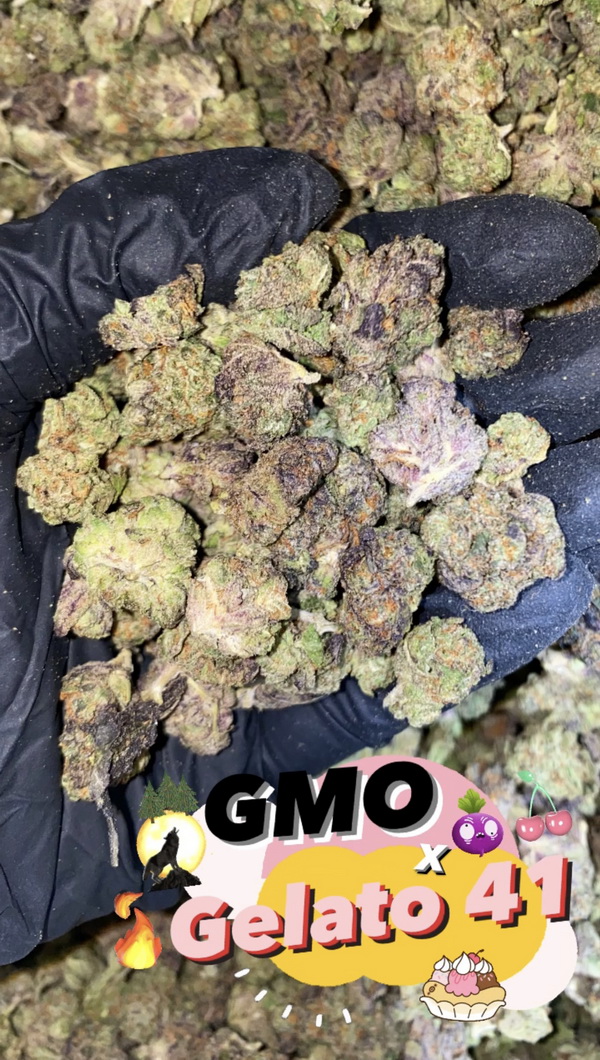 small flower GMO x Gelato 41