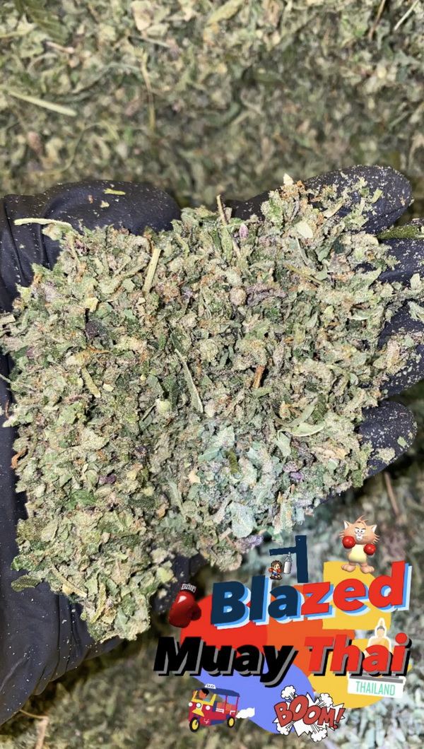 trims Blazed Muay Thai