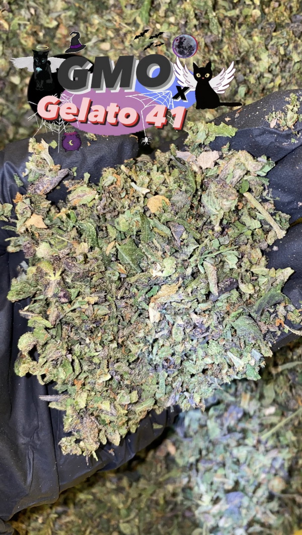 trims GMO x Gelato 41