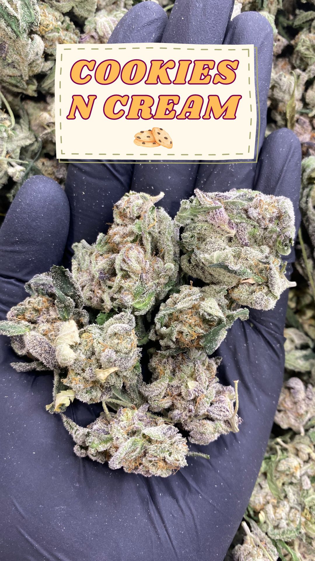 untrims Cookies N Cream