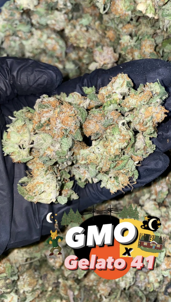 untrims GMO x Gelato 41