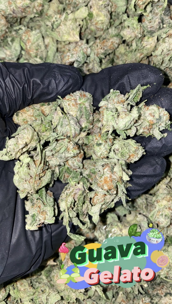 untrims Guava Gelato