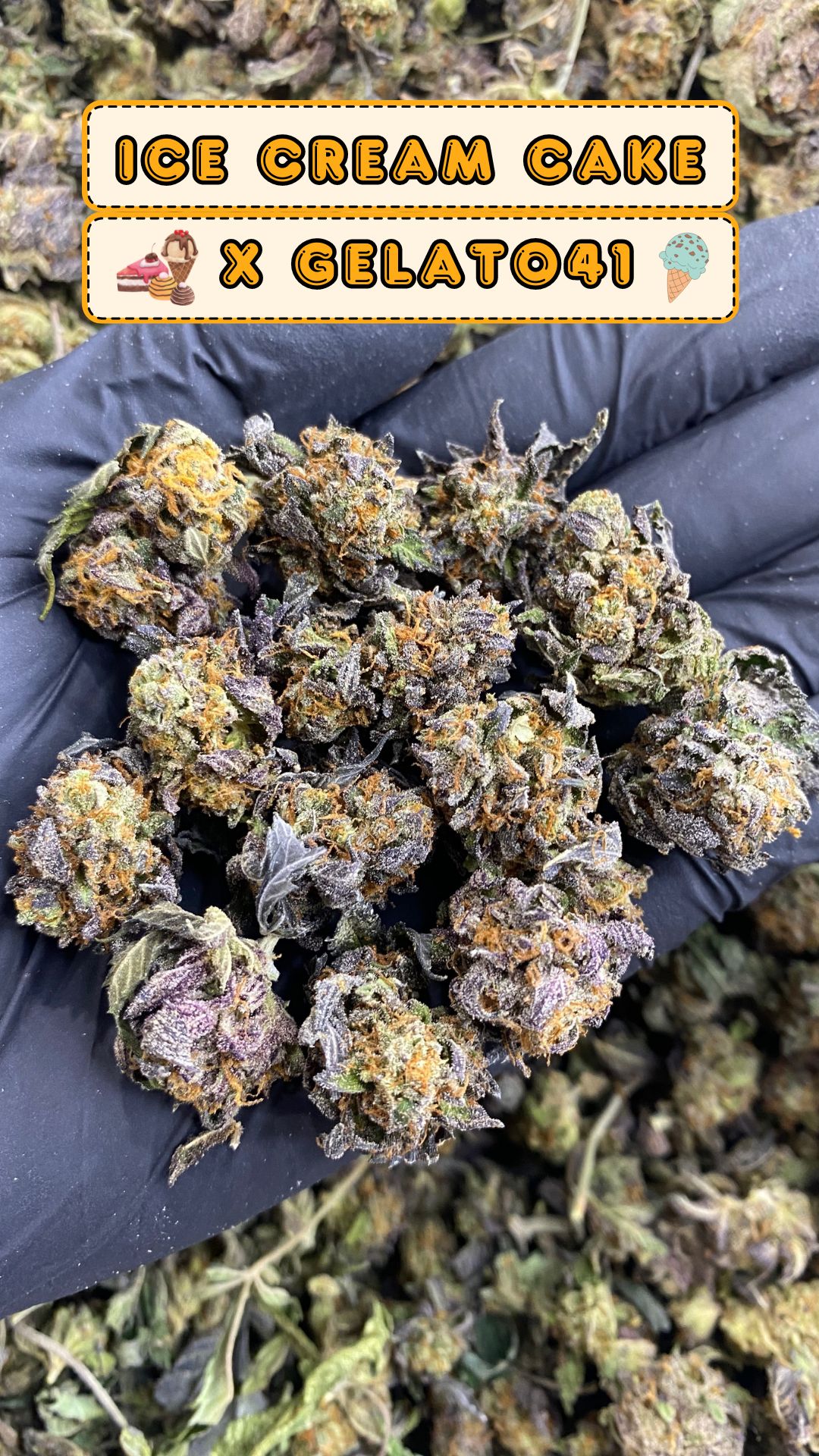 untrims Ice Cream Cake x Gelato 41