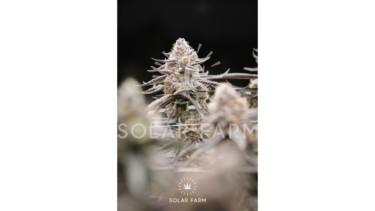 Cannabis flowers wholesale