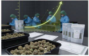 GACP Cannabis wholesale