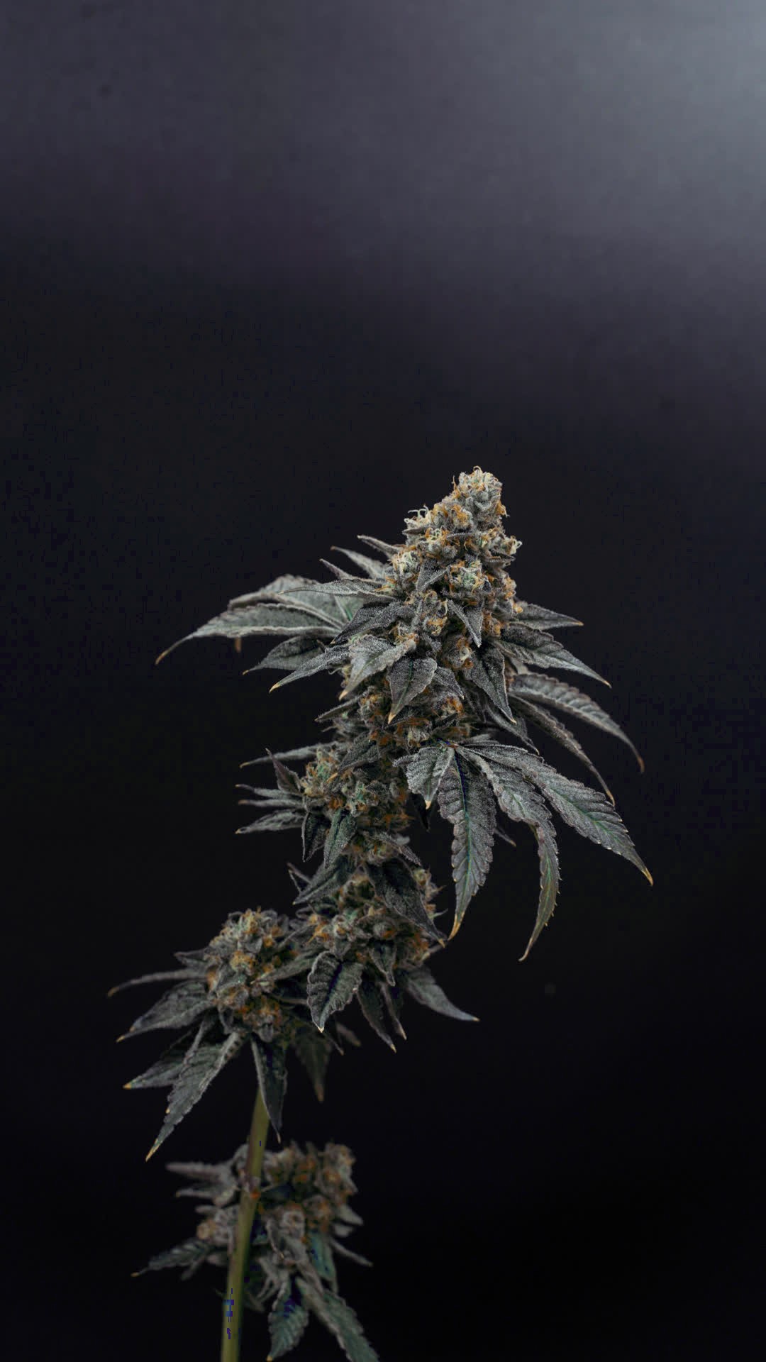 Blazed Muay Thai cannabis flower at Solar Farm — dense frosted cola, Orange Tree × White Runtz exclusive genetics