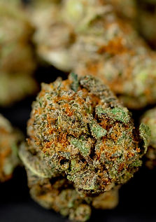 Small popcorn cannabis buds ready for a wholesale order