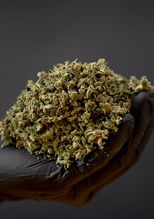 Machine-finished cannabis trim ready for a wholesale order