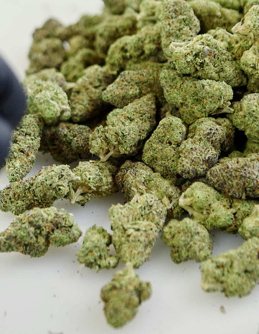 Freshly cured indoor cannabis flower ready for wholesale weighing and packing