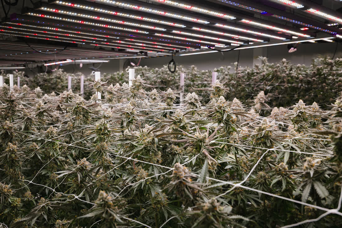Indoor cannabis flowering room under LED lights at Solar Farm — the source plants for our wholesale trim