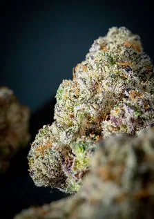 Macro of a cured cannabis flower bud with orange pistils and frosty trichomes, Solar Farm Thailand