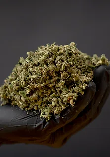Gloved hand holding a handful of dried wholesale cannabis flower at Solar Farm Thailand