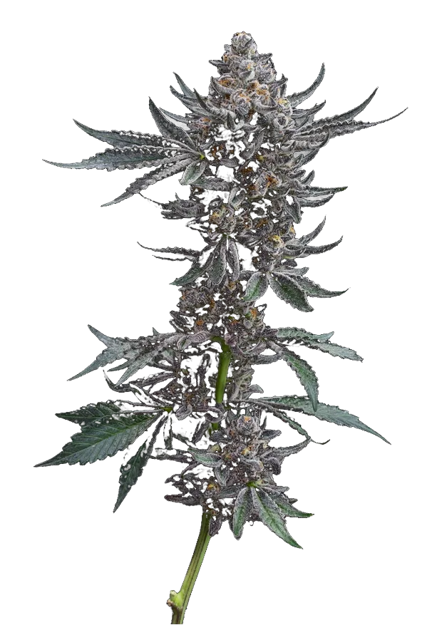 Blazed Muay Thai — Solar Farm exclusive indoor cannabis flower, Sativa, ~25% THC